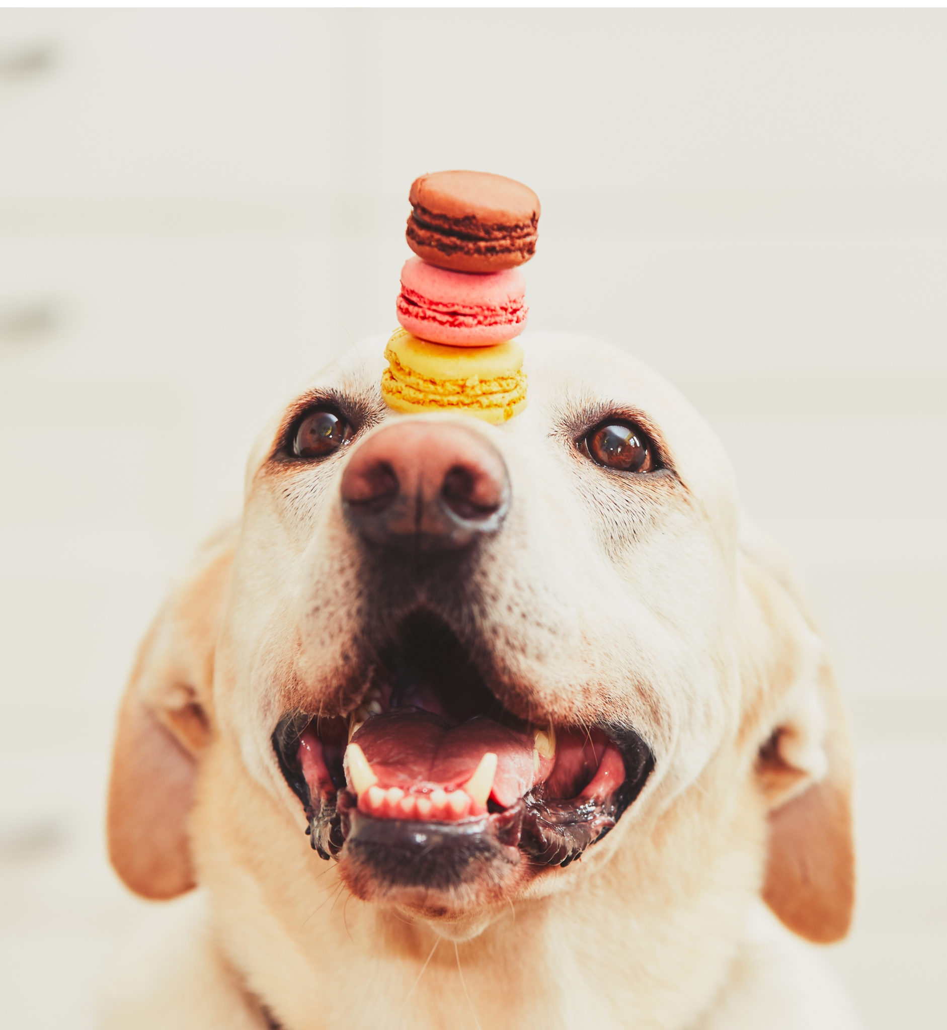 Dog,(labrador,Retriever),Balancing,Three,Tasty,And,Colorful,French,Macaroons